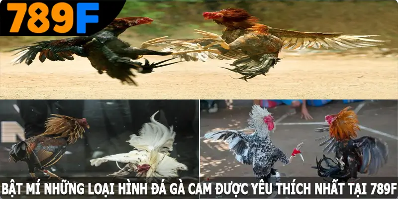 Bật mí những loại hình đá gà Cam được yêu thích nhất tại 789F Bật mí những loại hình đá gà Cam được yêu thích nhất tại 789F