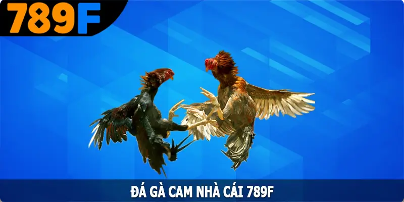 Đá gà Cam – Trải Nghiệm Những Trận Đấu Mãn Nhãn Ngay Tại Nhà