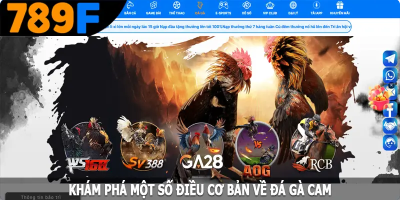 Khám phá một số điều cơ bản về đá gà Cam Khám phá một số điều cơ bản về đá gà Cam