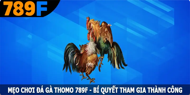 Mẹo Chơi Đá Gà Thomo 789F - Bí Quyết Tham Gia Thành Công 6 Mẹo Chơi Đá Gà Thomo 789F – Bí Quyết Tham Gia Thành Công