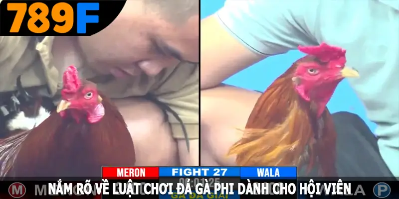 Nắm rõ về luật chơi đá gà Phi dành cho hội viên Nắm rõ về luật chơi đá gà Phi dành cho hội viên