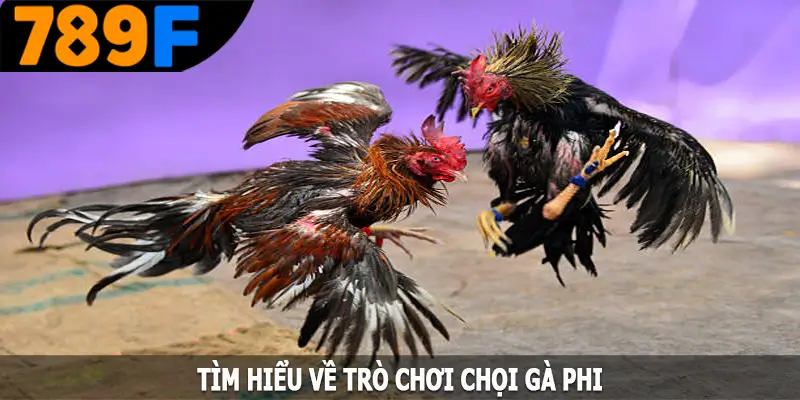 Tìm hiểu về trò chơi chọi gà Phi Tìm hiểu về trò chơi chọi gà Phi