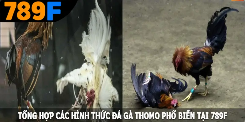 Tổng hợp các hình thức đá gà Thomo phổ biến tại 789F Tổng hợp các hình thức đá gà Thomo phổ biến tại 789F