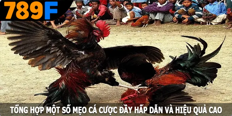 Tổng hợp một số mẹo đầy hấp dẫn và hiệu quả cao