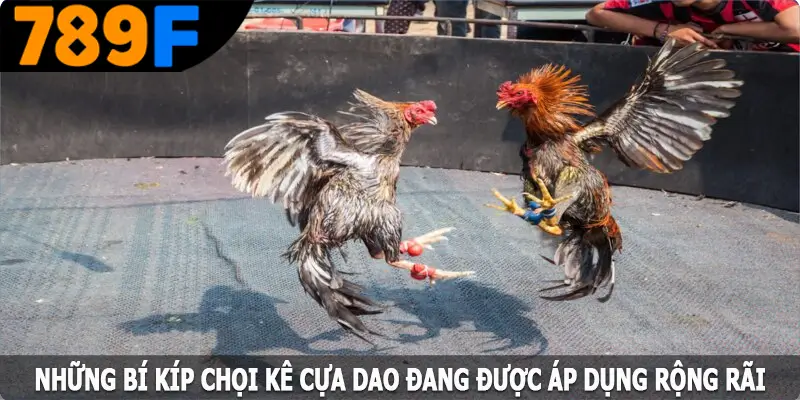 Những bí kíp chọi kê cựa dao đang được áp dụng rộng rãi Những bí kíp chọi kê cựa dao đang được áp dụng rộng rãi