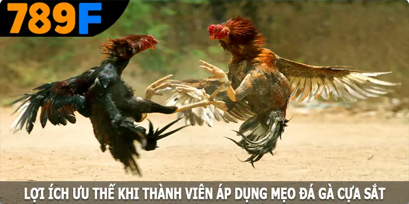 Những lợi ích ưu thế khi thành viên áp dụng mẹo đá gà cựa sắt Những lợi ích ưu thế khi thành viên áp dụng mẹo đá gà cựa sắt