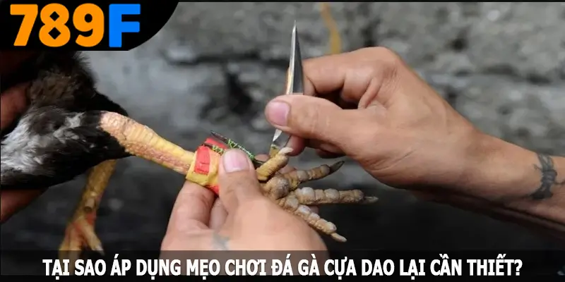 Tại sao áp dụng mẹo chơi đá gà cựa dao lại cần thiết? Tại sao áp dụng mẹo chơi đá gà cựa dao lại cần thiết?