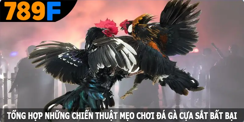 Tổng hợp những chiến thuật mẹo chơi đá gà cựa sắt bất bại Tổng hợp những chiến thuật mẹo chơi đá gà cựa sắt bất bại