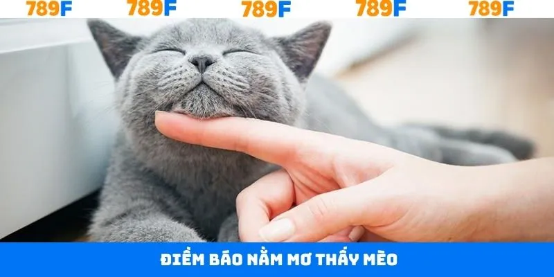 Mèo đen và nằm mơ thấy mèo đánh con gì?