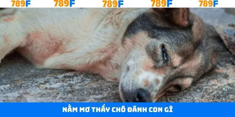 Nằm Mơ Thấy Chó – Giải Mã Giấc Mơ & Số May Mắn 789F