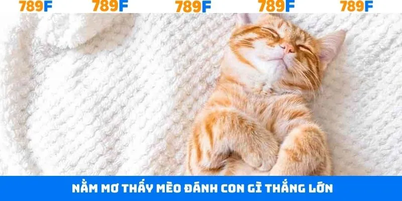 Giải đáp câu hỏi nằm mơ thấy mèo đánh con gì?