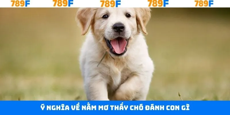 Luận giải ý nghĩa chung của giấc mơ thấy chó