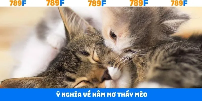 Tổng quan cơ bản về giấc mộng thấy mèo